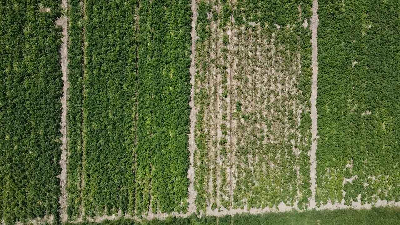 Variétés robustes de pommes de terre –Projet à faibles intrants